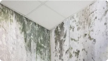 Mold Growth